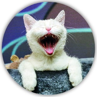 Naklejki kocie mordki - 20 sztuk