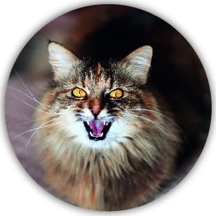 Naklejki kocie mordki - 20 sztuk