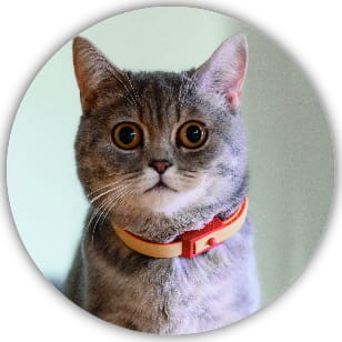 Naklejki kocie mordki - 20 sztuk