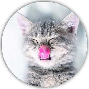 Naklejki kocie mordki - 20 sztuk