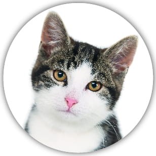 Naklejki kocie mordki - 20 sztuk